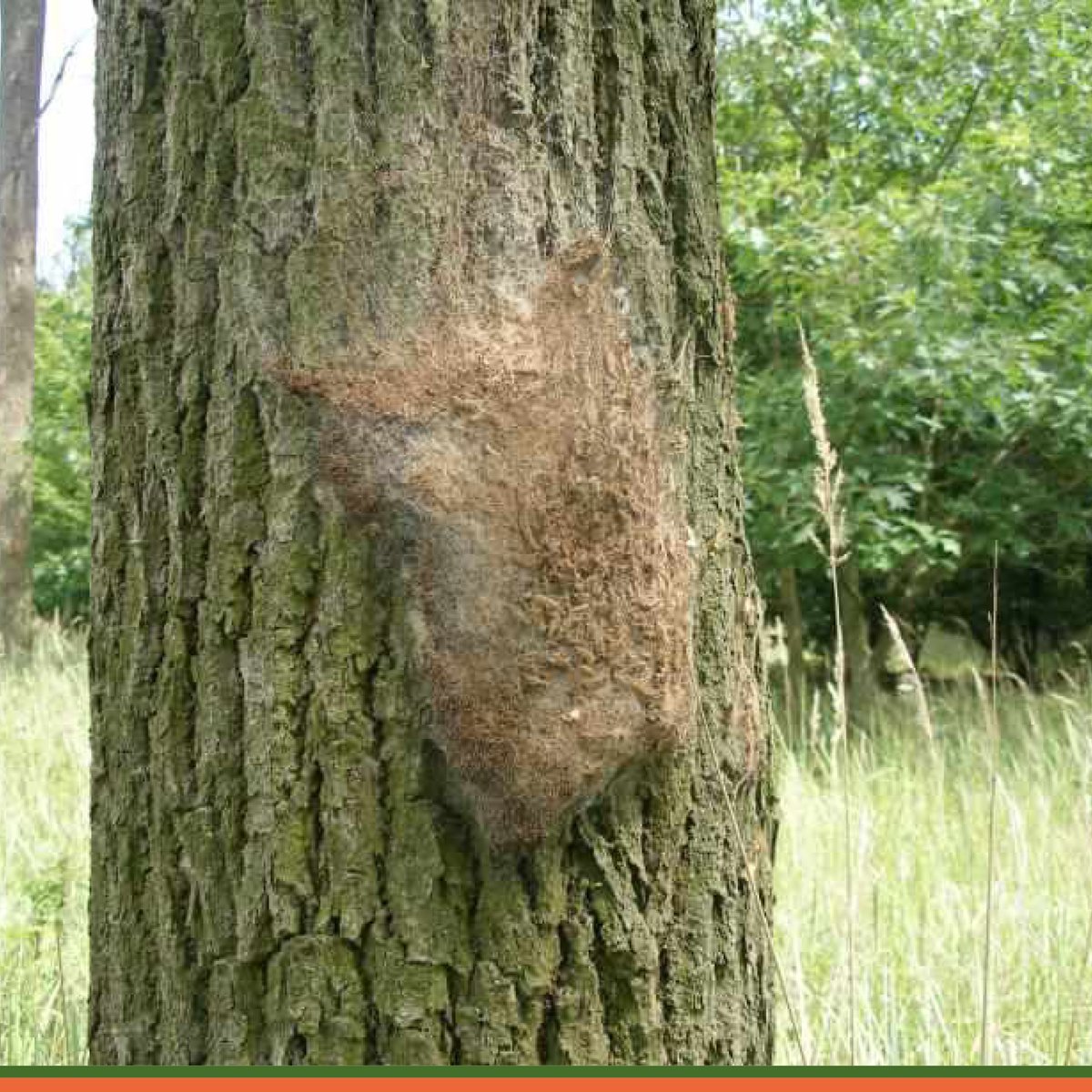 Dave Ford Tree Care tweet media