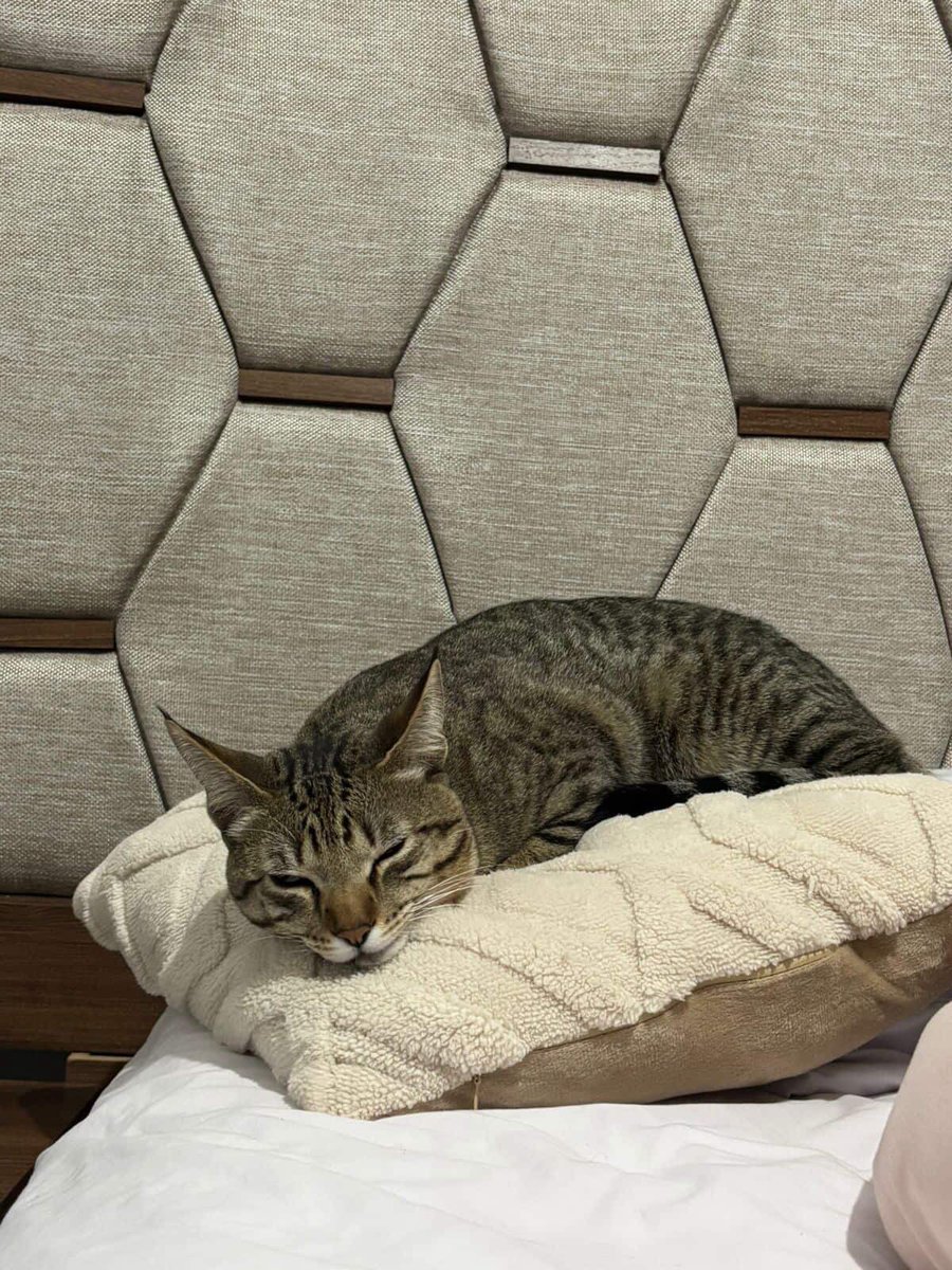 Quieren sacar a este gatito a la calle por “órdenes del casero”. dieron hasta mañana. Es macho. Tiene 1 año. No sabe sobrevivir la calle

Rescatalandia ayuda con gastos 

Yo no puedo recibirlo ahorita, acabo de recibir otro. Por favor alguien puede?

Contacto: 5664108998