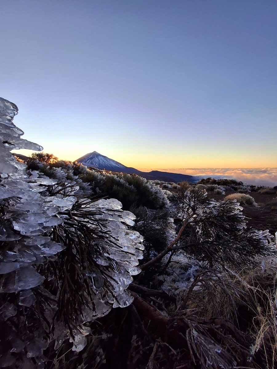 Toño Perdigón tweet media