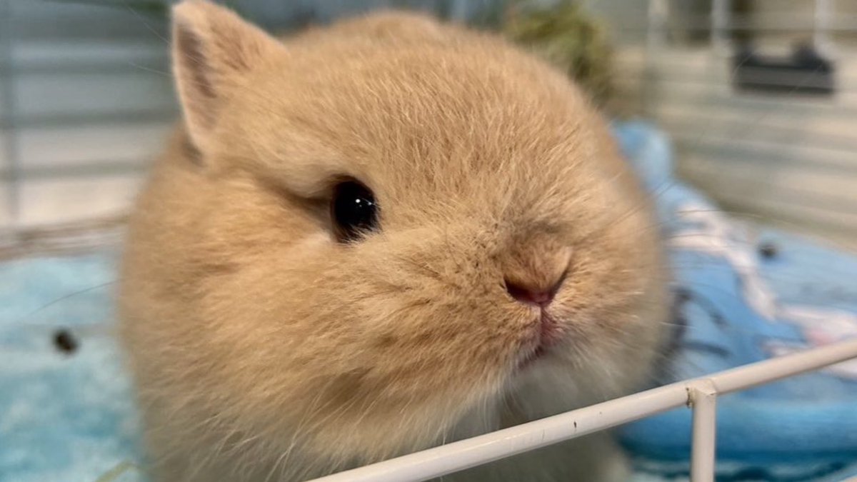 yua120627's tweet image. どう考えても我が家で一番顔面偏差値高いうさぎ