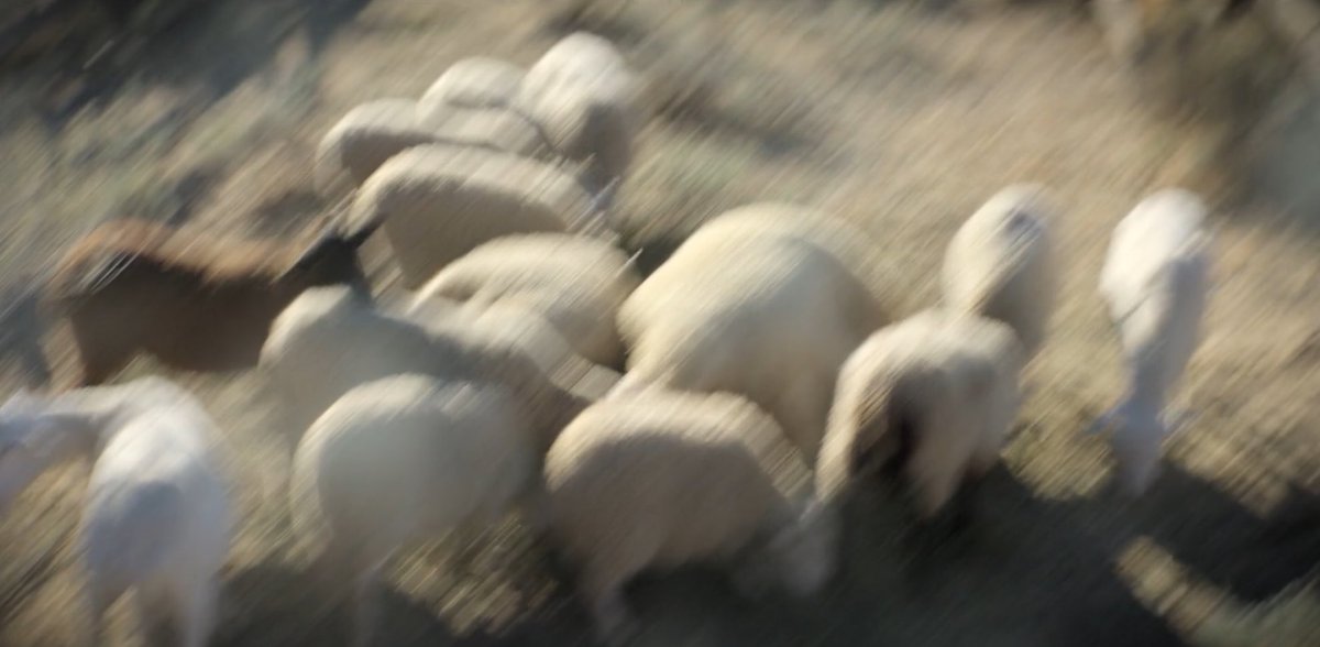 CameronSilas's tweet image. “Polyphemus is blind!” and then his eyesight is just me with my glasses off….