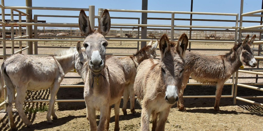 Bureau of Land Management - Arizona tweet media