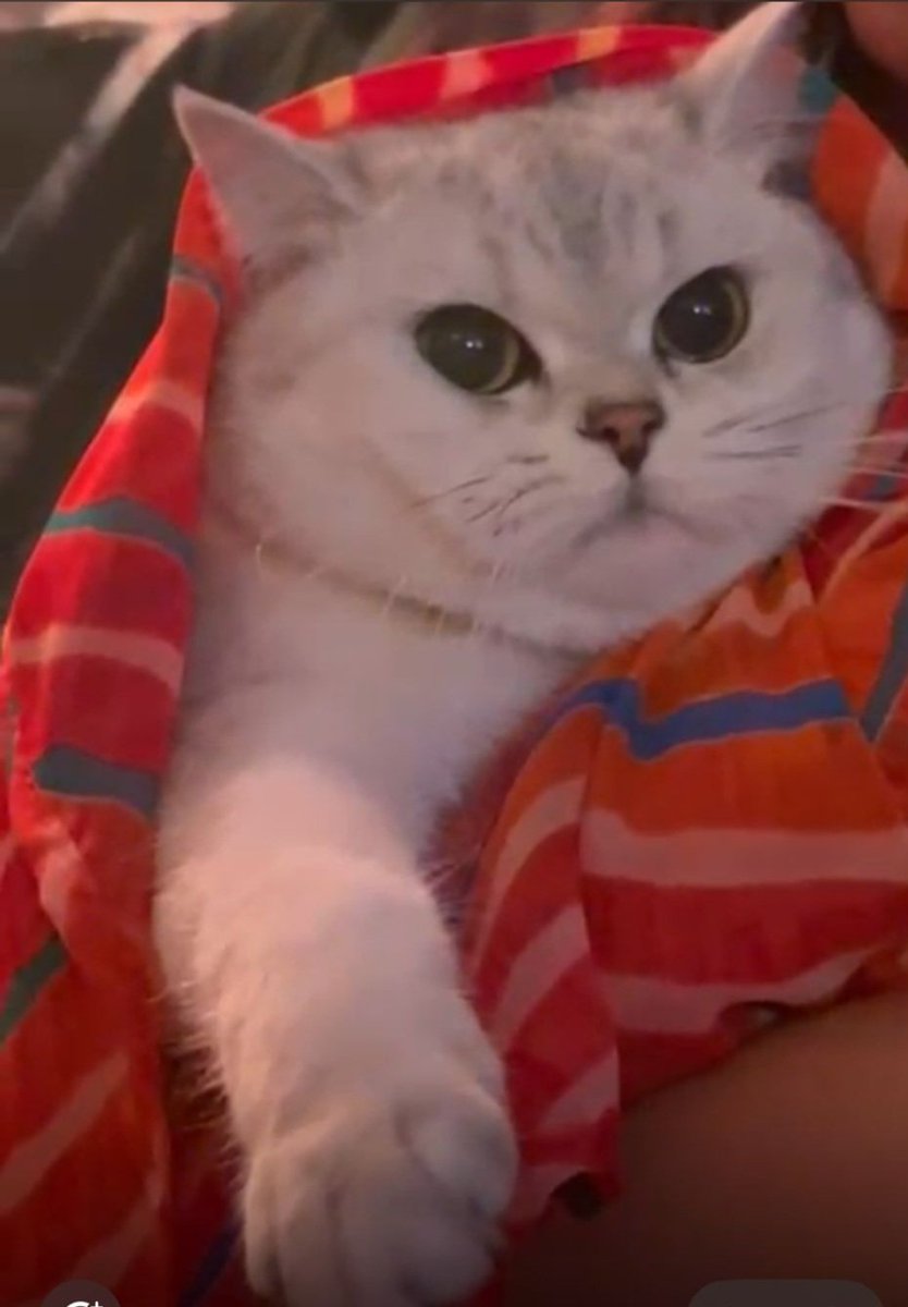 Saurabh Maloo 🌐 tweet media