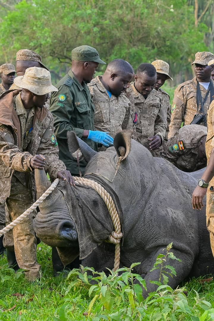 Rhinos transferred to Ajai game reserve and ⁦<a href="/Uganda_Expozed/">ᴛʀᴀᴠᴇʟ ꜱᴘᴇᴄɪᴀʟɪꜱᴛ 🇺🇬</a>⁩ , ⁦<a href="/WasswaEmma_/">The Mad Man👿</a>⁩ team thank u for updating us guys
