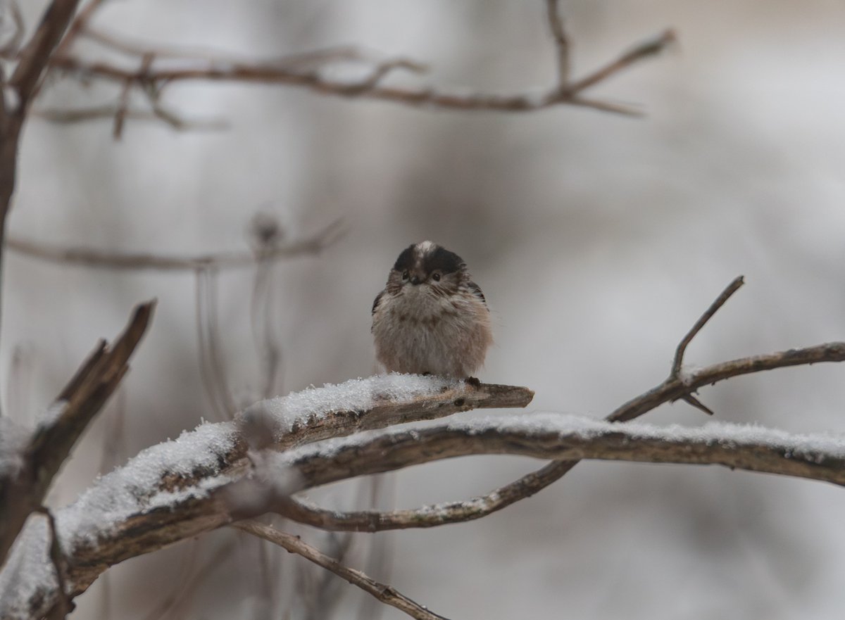 carlosnavas91's tweet image. Se dio bien el paseo