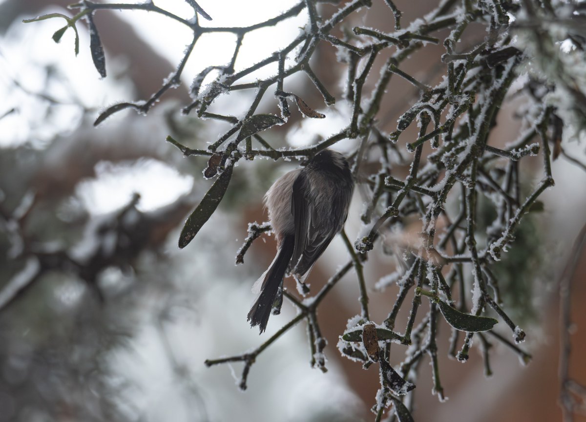 carlosnavas91's tweet image. Se dio bien el paseo