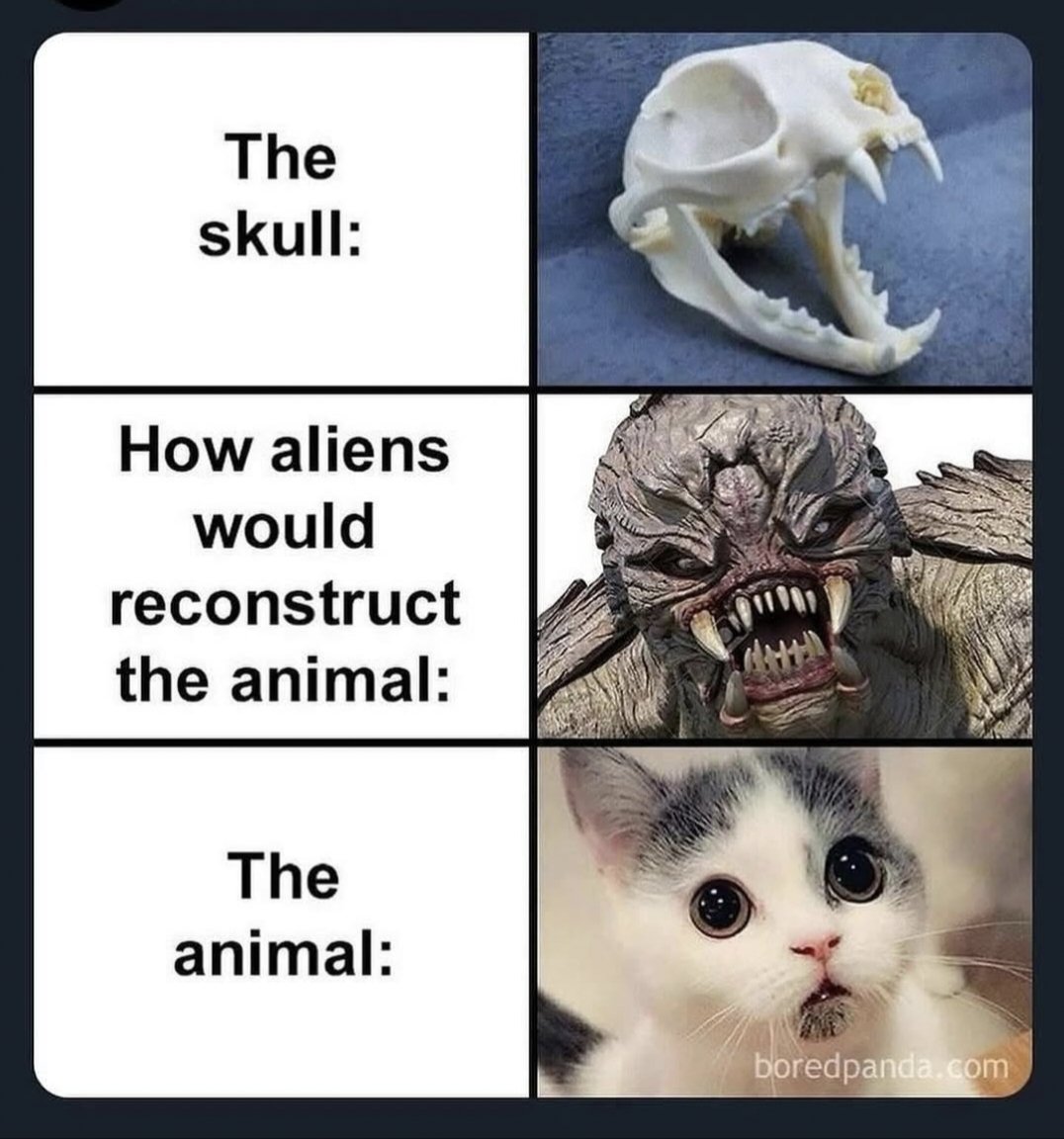 We don't deserve cats 😺 tweet media