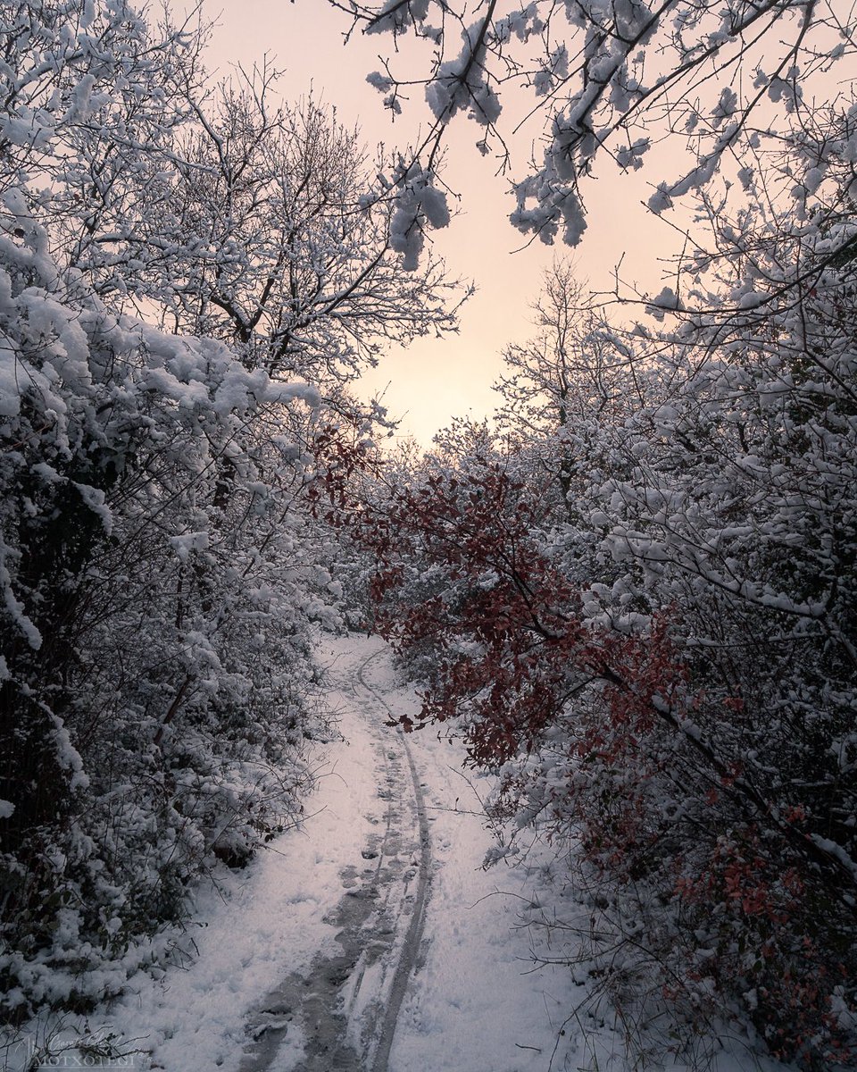 Armentiako basoa, (Vitoria-Gasteiz).