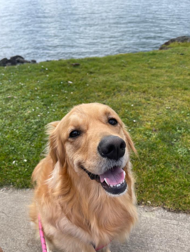 Golden_SIRU tweet media