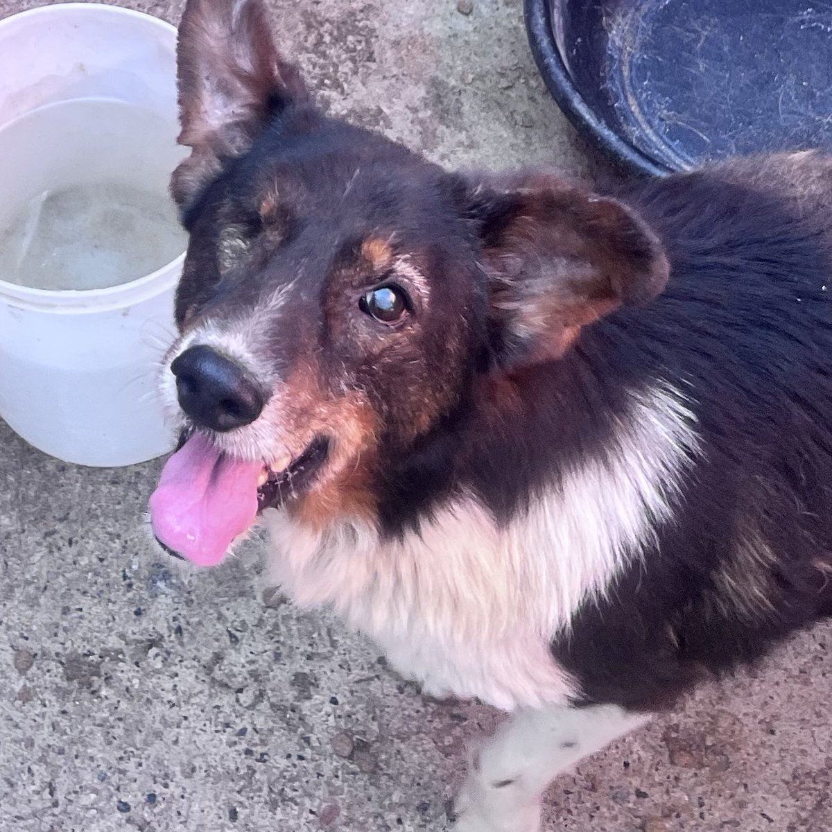 🐶 SIMÓN BUSCA FAMILIA 🏡
Simón perdió un ojito, pero le sobra amor, ganas de vivir y ternura.
Es un perrito bueno, dulce y agradecido, de esos que te miran como diciendo “gracias por darme una oportunidad”.

📌 Está esperando su oportunidad.
📲 Contacto: WhatsApp 1123750899