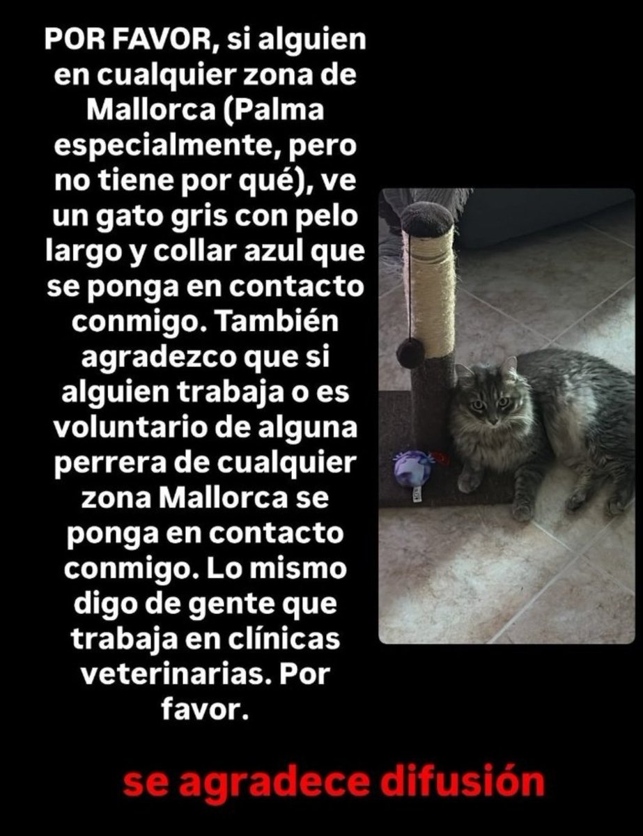 ‼️‼️Gato perdido 🆘🆘⤵️