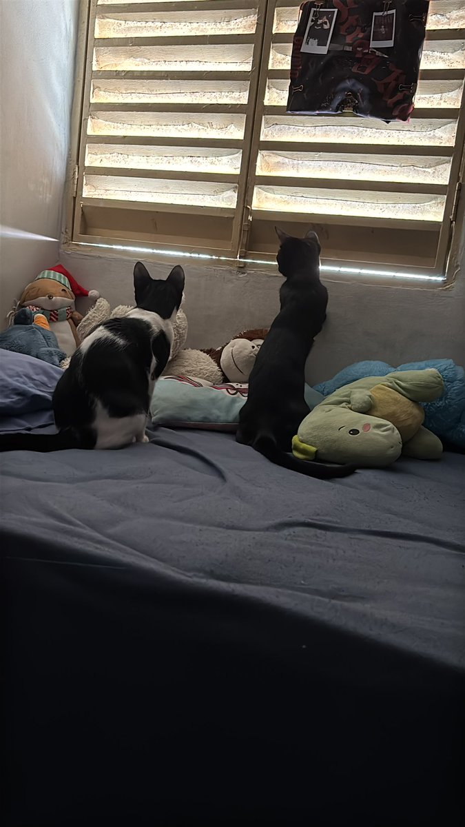 iwdplease's tweet image. amo ter gatos filhotes poderia passar o dia vendo elas correndo e brincando elas são minha vida (imagens delas fofocando sobre a vida do vizinho)