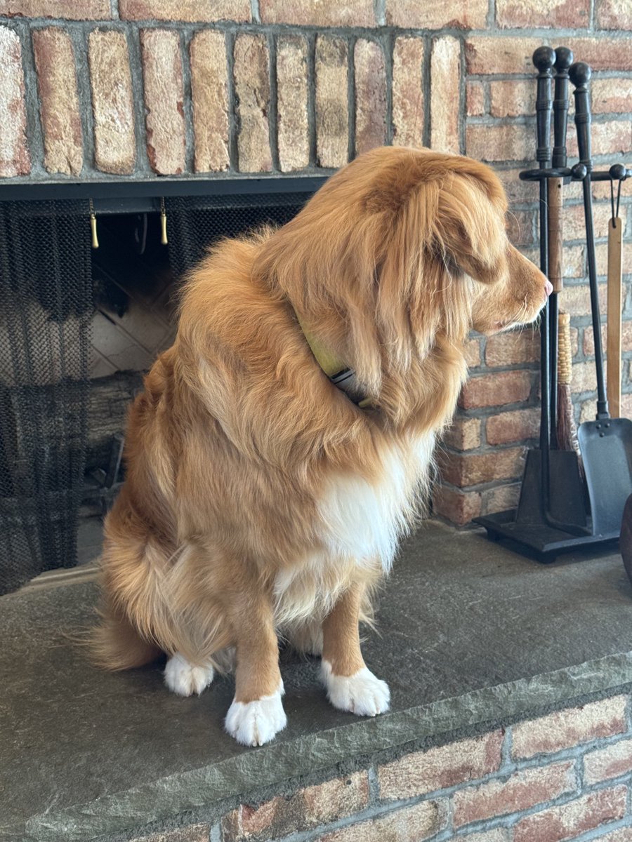 ShadowLakeDog's tweet image. Happy #WontLookWednesday, frens!