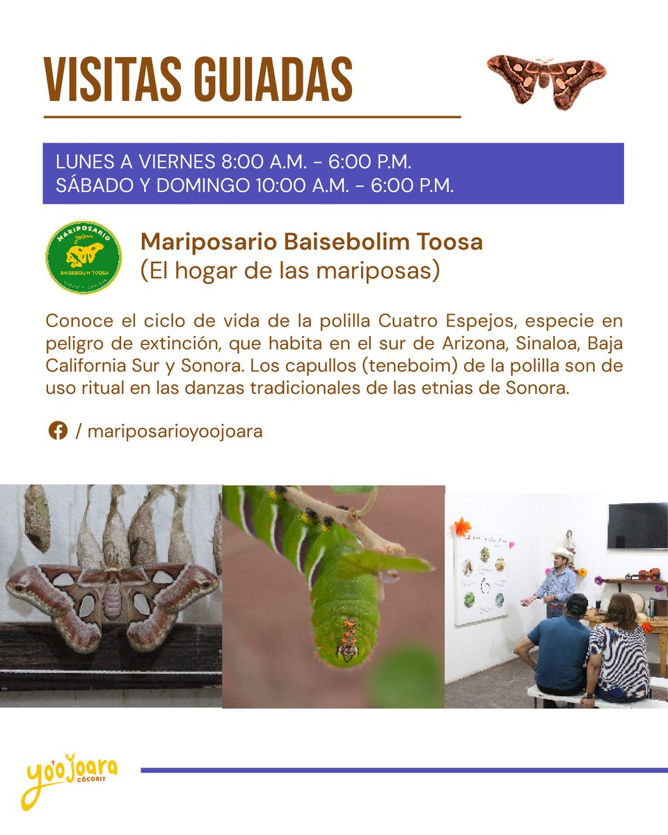 Iniciamos un año nuevo con energías renovadas para recibirles en nuestro jardín etnobotánico y el #mariposario Baisebolim Toosa. Agenda hoy tu visita. #Cócorit #Sonora