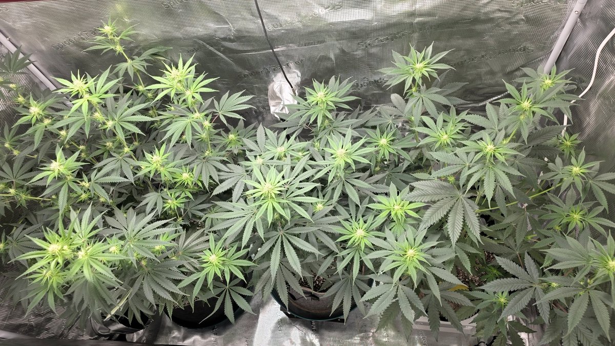 AlienFogMachine's tweet image. 🫐🫐
👽💨🛸