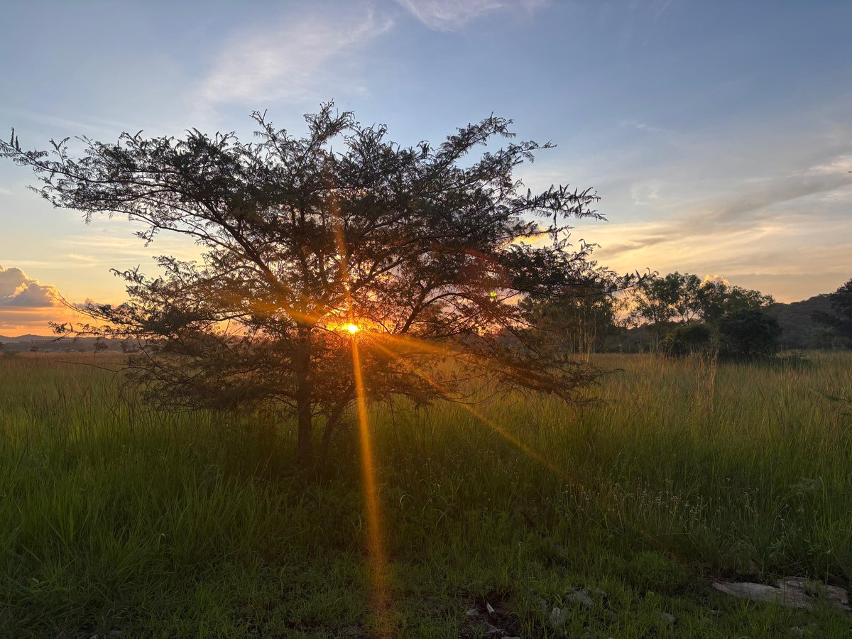 “Where morning dawns, where evening fades, you call forth songs of joy.” — Psalm 65:8 🌅

📷 <a href="/MonavaleWetland/">Monavale Wetland #SaveMonavaleVlei</a>