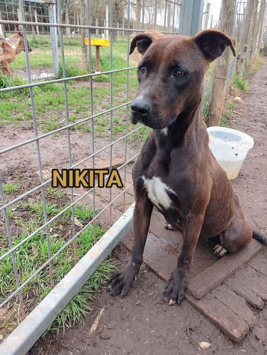 GretaFanti's tweet image. Aspetta così Nikita. Aspetta qualcuno che non tornerà più. Abbandonata in canile, 3 anni simil pit buona, remissiva ,sottomessa socievole, bene al guinzaglio. Caserta adozione centro e nord. Whatsapp ☎️3483225213 
#StarAcademy 
#LotteriaItalia 
#7gennaio