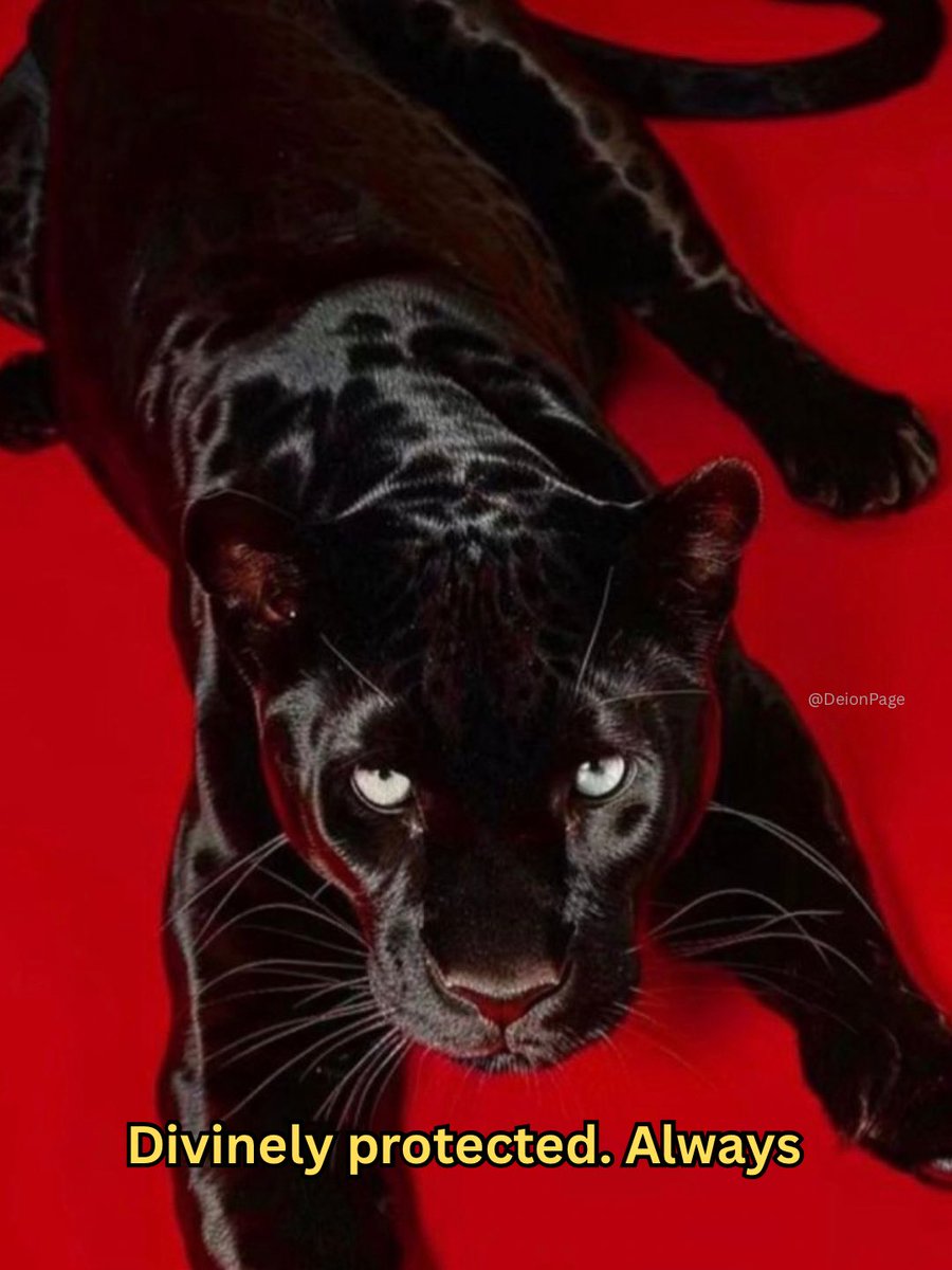 CalmDeion's tweet image. 