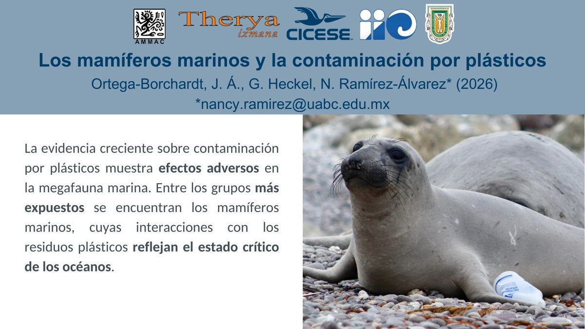 angelortegab's tweet photo. La contaminación por plásticos constituye uno de los problemas ambientales más graves y entre los grupos más afectados se encuentran los mamíferos marinos. 🦭 🐬 🐋

Disponible en la revista Therya ixmana (AMMACMamMex). 🐾

Pueden leer el artículo aquí 👉: https://t.co/11DEbqeSNX https://t.co/JFvFbnFUeP