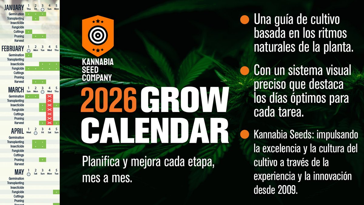 🌱 Planificar correctamente marca la diferencia.

💝 El Calendario de Cultivo 2026 ya está aquí: una guía práctica para organizar cada etapa, desde la siembra hasta la cosecha.

Menos improvisación. Más control. Mejores resultados. 👉🏼 kannabia.com/es/blog/calend…