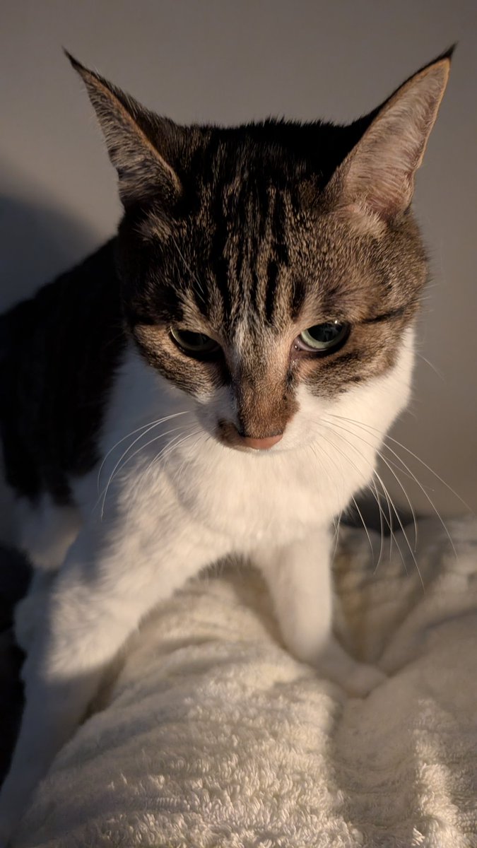 ﾈｺﾁｬﾝは激怒した。必ずや、かの卑劣な飼い主にやり返さねばならぬと決意した。ﾈｺﾁｬﾝには科学がわからぬ。ﾈｺﾁｬﾝはIQ180の猫である。妹と何もないところを見つめては、飼い主を怖がらせてきた。けれども飼い主に触ったらﾊﾞﾁｯとして痛かったことに対しては、猫1倍なんかむかついた。