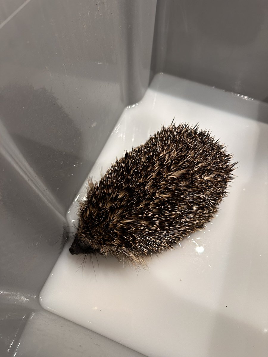 (⫩)Helen Hedgehogs 🦔 tweet media