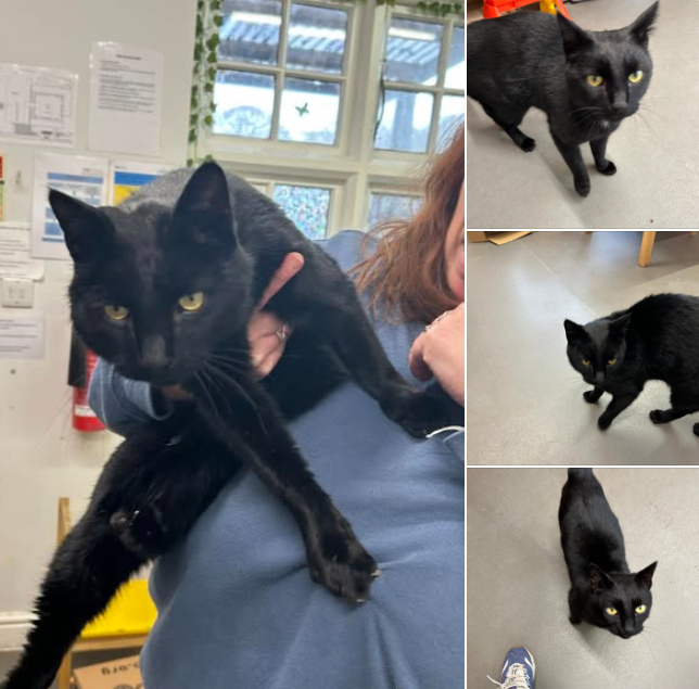 PDRescue's tweet photo. Cat seen getting out of a van so could be local to Bartlow #Cambs or could be from anywhere. Chipped but chip is Romanian. Please contact Friends of Felines direct if you are this handsome boy's servant:

https://t.co/Q6xuaGnLqi

@Cambslive @BBCCambs @MissingPetsGB @CatsMissing https://t.co/sKSlje3cEW
