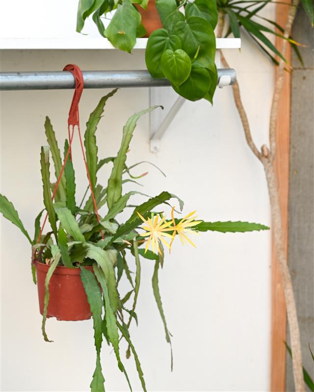 Golden Orchid Cactus ✨ Blooming right now in the Greenhouse. Known for its bright, showy flowers and trailing growth, this cactus prefers bright, indirect light and light, well-draining soil. 

#mymulhalls #orchidcactus #epiphyllum #houseplantmonth #greenhouse #omahaplants