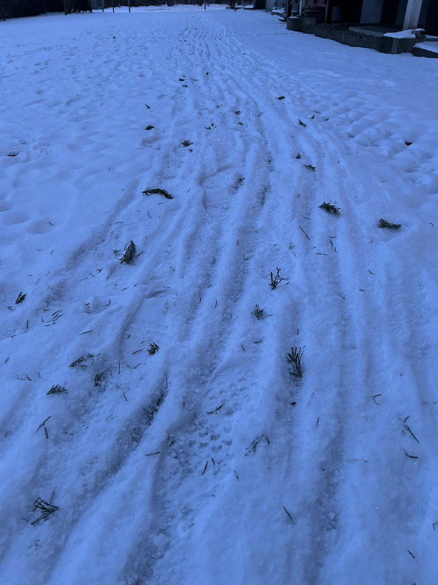 Spurenlesen: Heute ausgedienter Tannenbaum 🌲