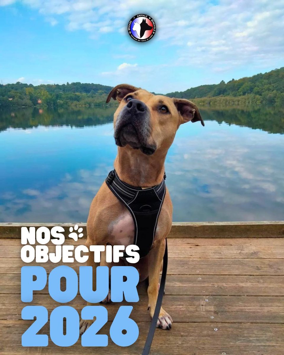 Brigade Animale Bénévole | BAB tweet media