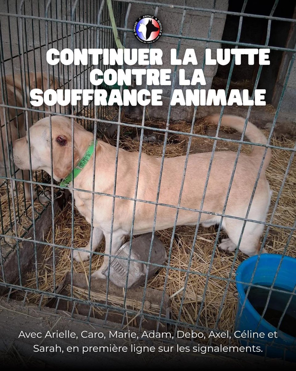 Brigade Animale Bénévole | BAB tweet media