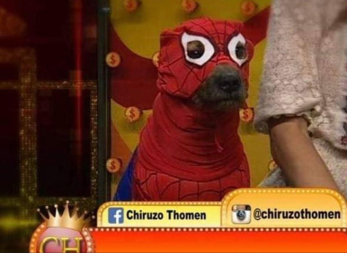 Animalesaprieto's tweet image. La gente: ¿por qué tienes una casa tan segura?
Mi perro: