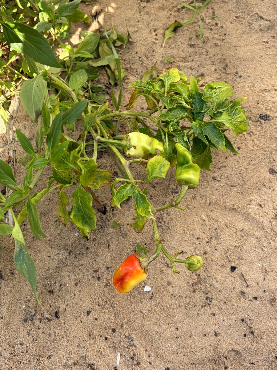 _Raji__'s tweet image. I grew a pepper that blossomed under difficult circumstances. We strive for life here in Gaza. Don't give up on us. 
gofund.me/5b69d775e
