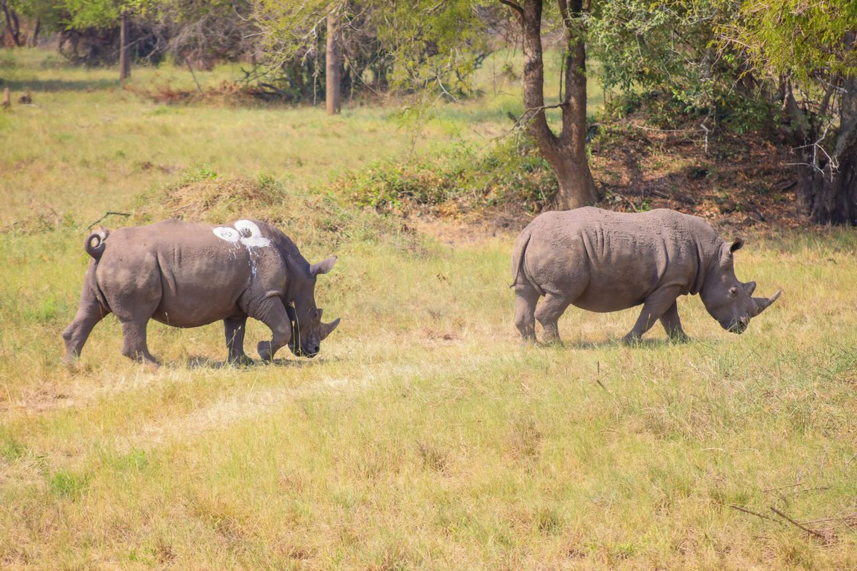 Gentle Giants Safaris - DMC tweet media