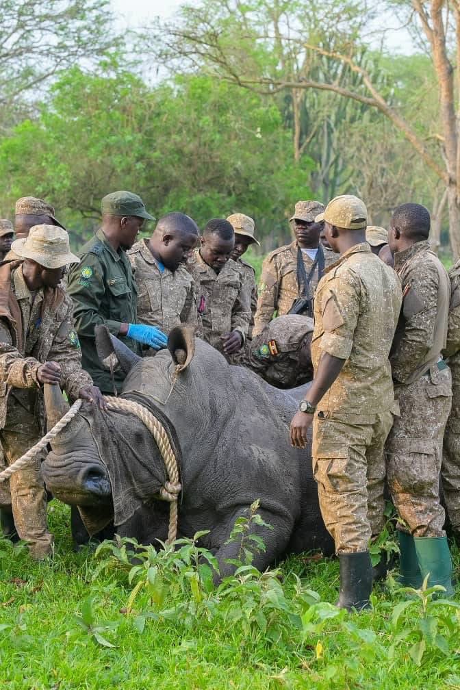 Gentle Giants Safaris - DMC tweet media