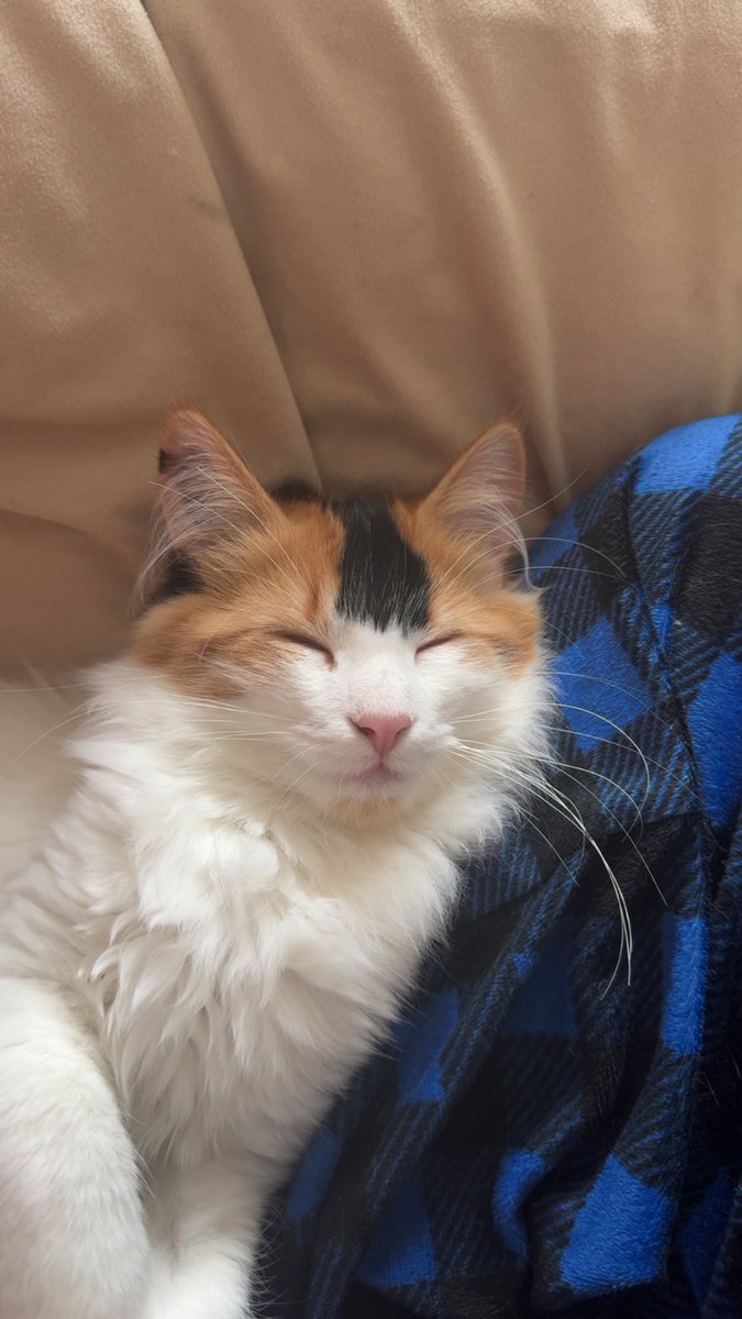 Alexxnoadd's tweet image. Happy Wednesday!! Halfway to the weekend, here’s a picture of my kitten Phoebe to help you get you through the rest of the week!!