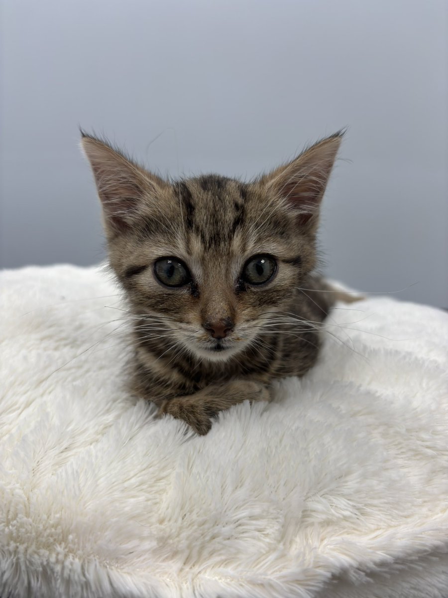ChubbIsCooking's tweet photo. “I think I’m ready for another adventure.”

This little one didn’t have very long with us after turning up at our door just after Xmas, but he was kept warm, fed and loved while he was. He’s on his way to Valinor now ❤️ https://t.co/Bnoomq4YkD