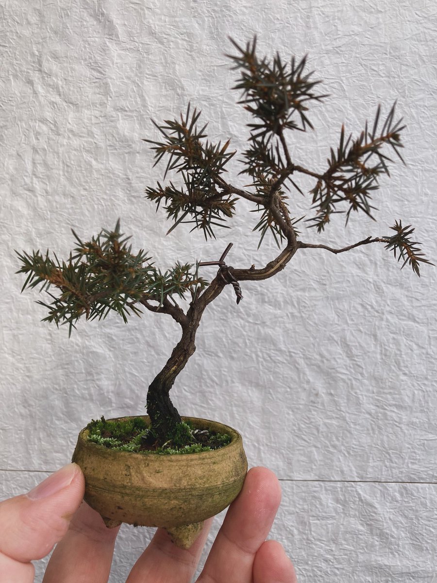 杜松　temple juniper 杜松です。上で取り木をしようと思って針金で結束しています。2本に