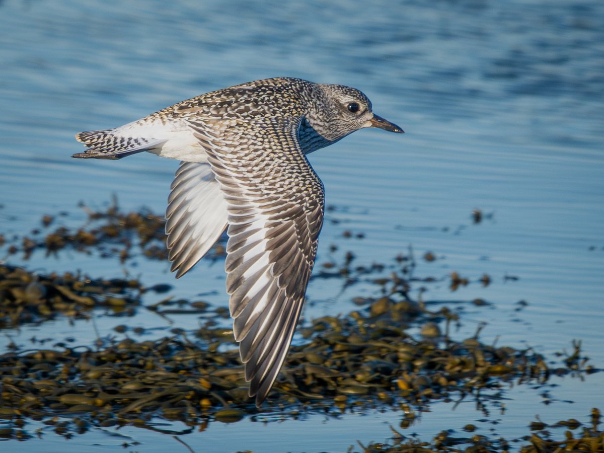 Grey Plover at Langness #isleofman #NatureBeauty