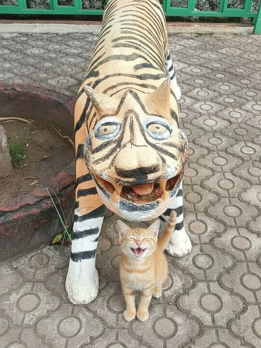 smol silly cat (@catsillyness) on Twitter photo 