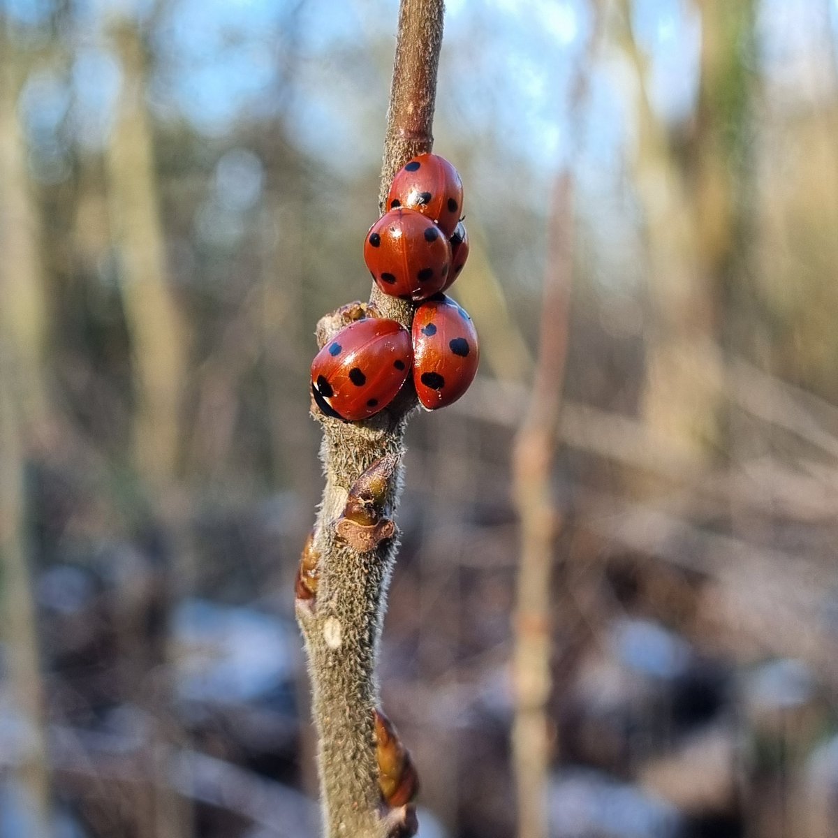 MerielGJones tweet media