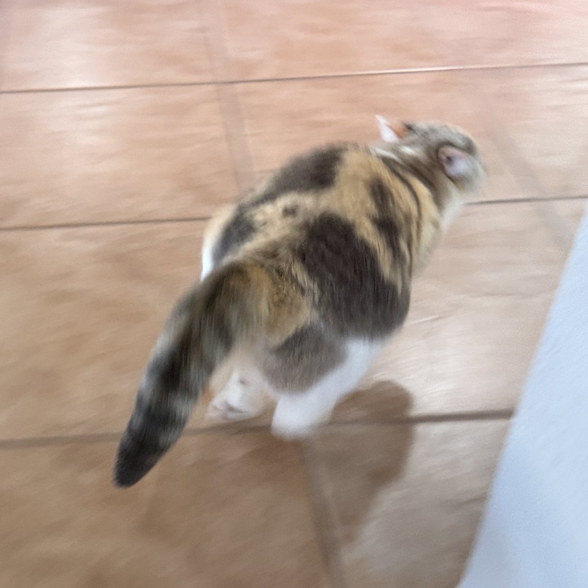 Panko A. Cat’s Mom tweet media