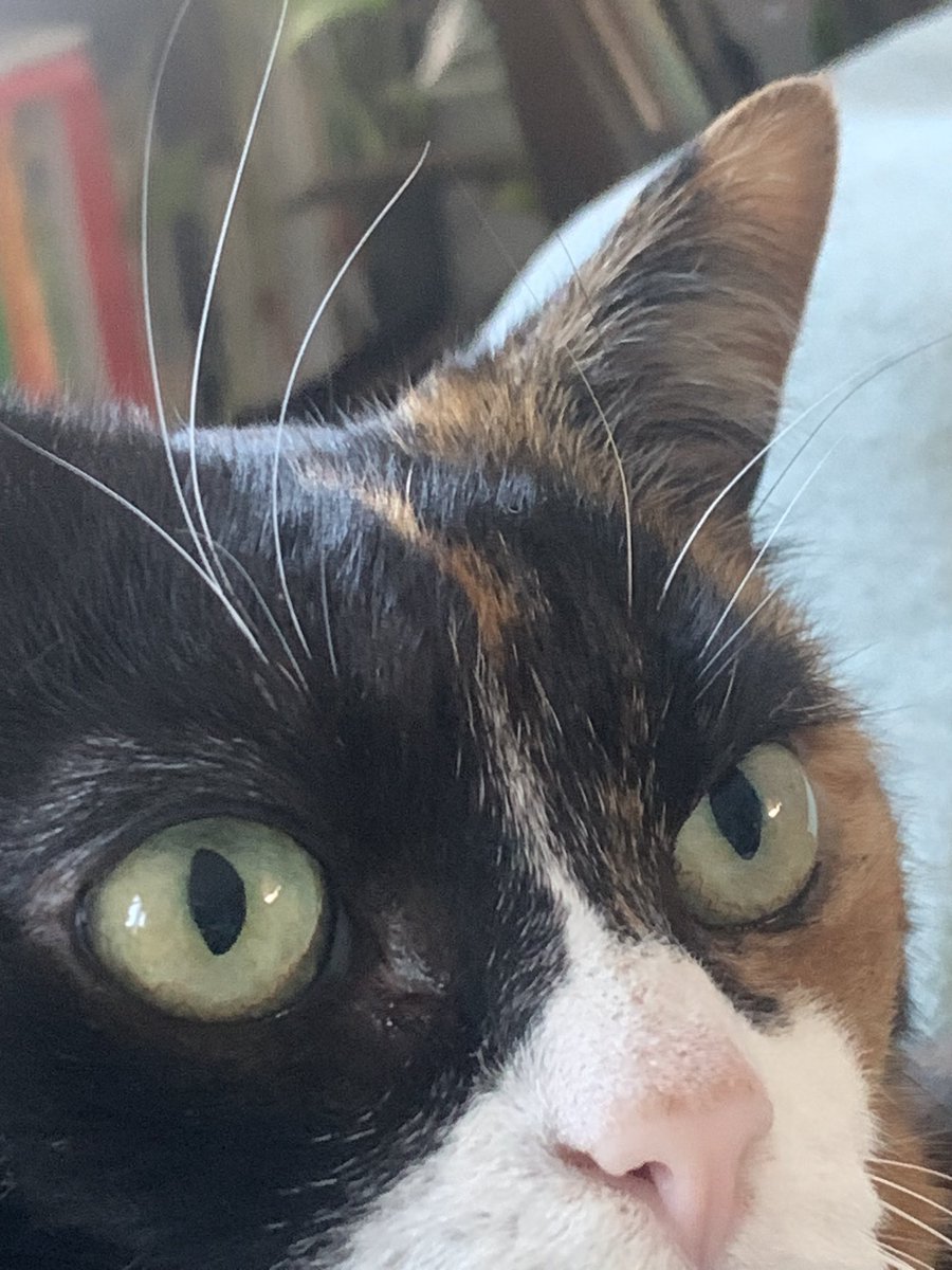 minky goblin tweet media
