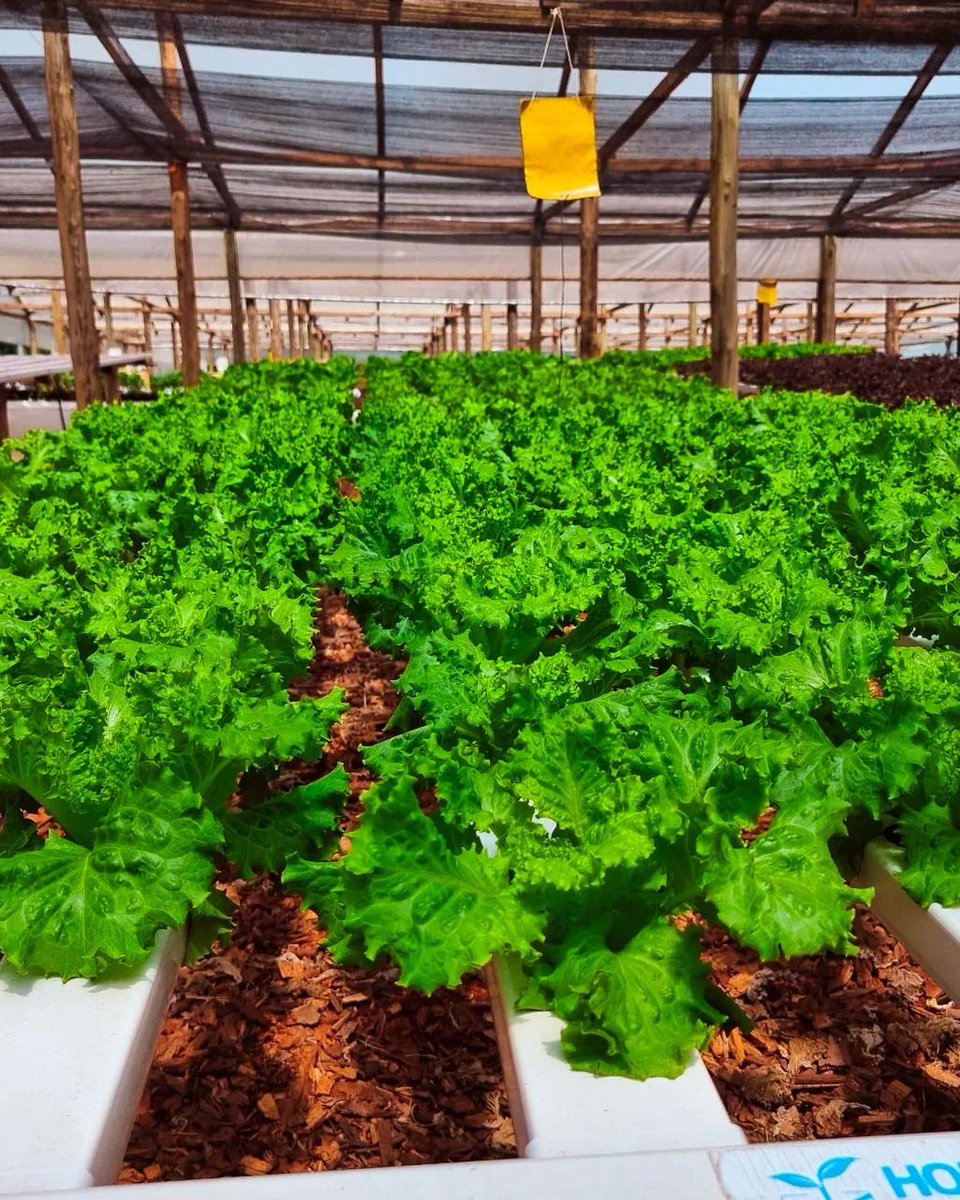 #Agronegocios <a href="/BiofabricaMnes/">Biofábrica Misiones</a>  ajusta su estrategia productiva para la campaña hortícola 2026 economis.com.ar/biofabrica-aju…