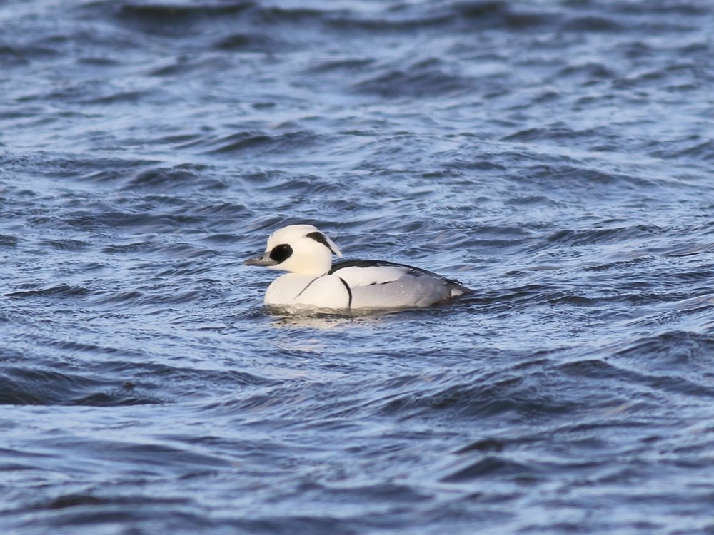 Alan_HP_Notts tweet media