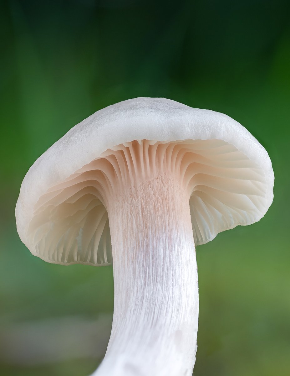 LukesMushrooms's tweet photo. Finding waxcaps is a very special moment ✨ Here's one such memory from one amazing autumn meadow.
🌍 Cuphophyllus virgineus
🇬🇧 Snowy waxcap
🇩🇪 Jungfern-Ellerling
🇨🇿 Voskovka panenská
🇸🇰 Lúčnica snehobiela
🇵🇱 Kopułka śnieżna
#mushroom #gills #waxcap https://t.co/3xFRT7ocSW
