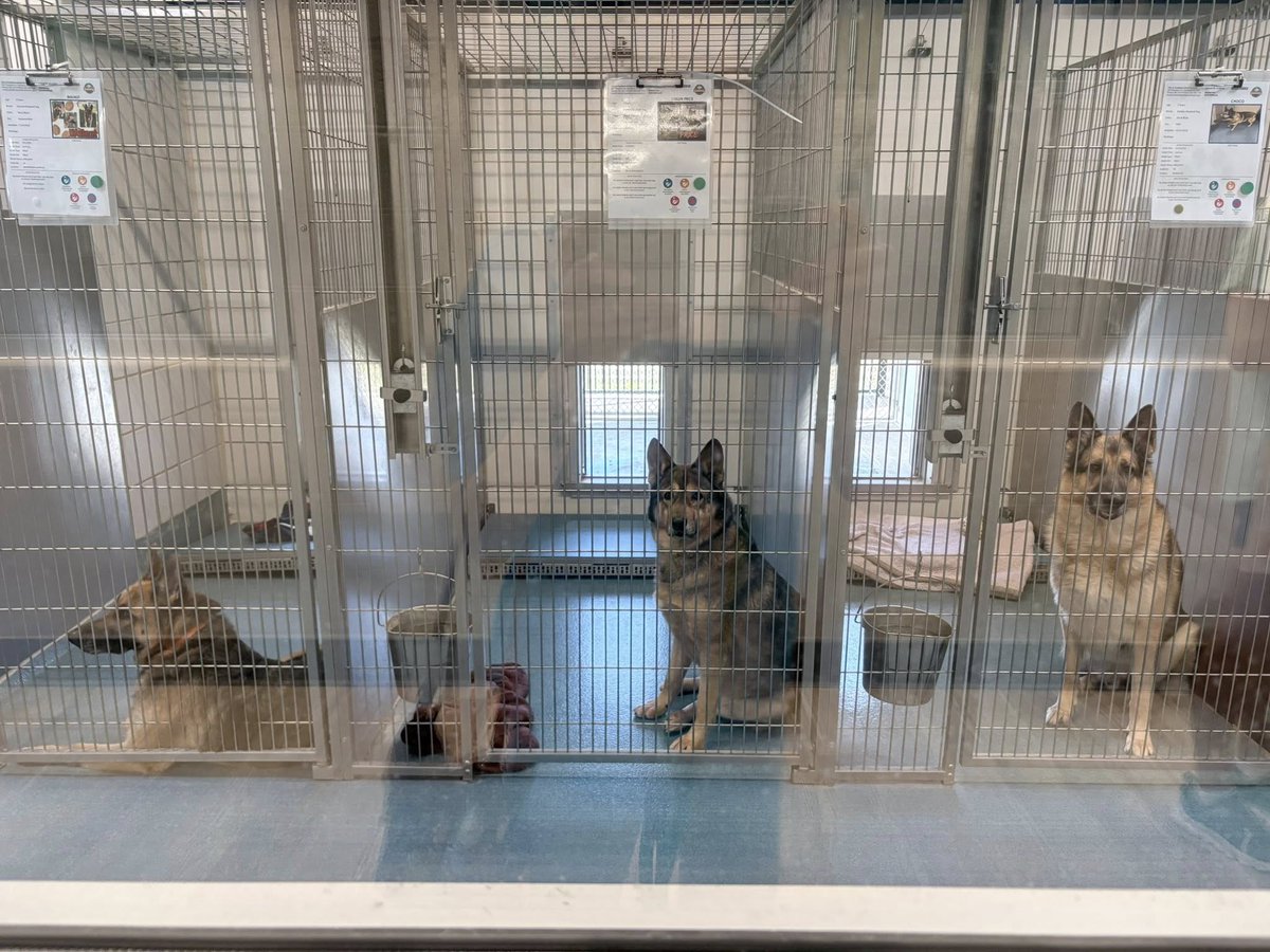 LoneStarChica's tweet image. 💔🐾 I went to the shelter today, and it broke me.

Kennel after kennel of German Shepherds, purebred and mixes, just sitting there. Waiting.

People walked past them with no second glance. Zero interest.

Walnut. Collin Price. Choco. Almond. Macadamia. And a shy girl who could…