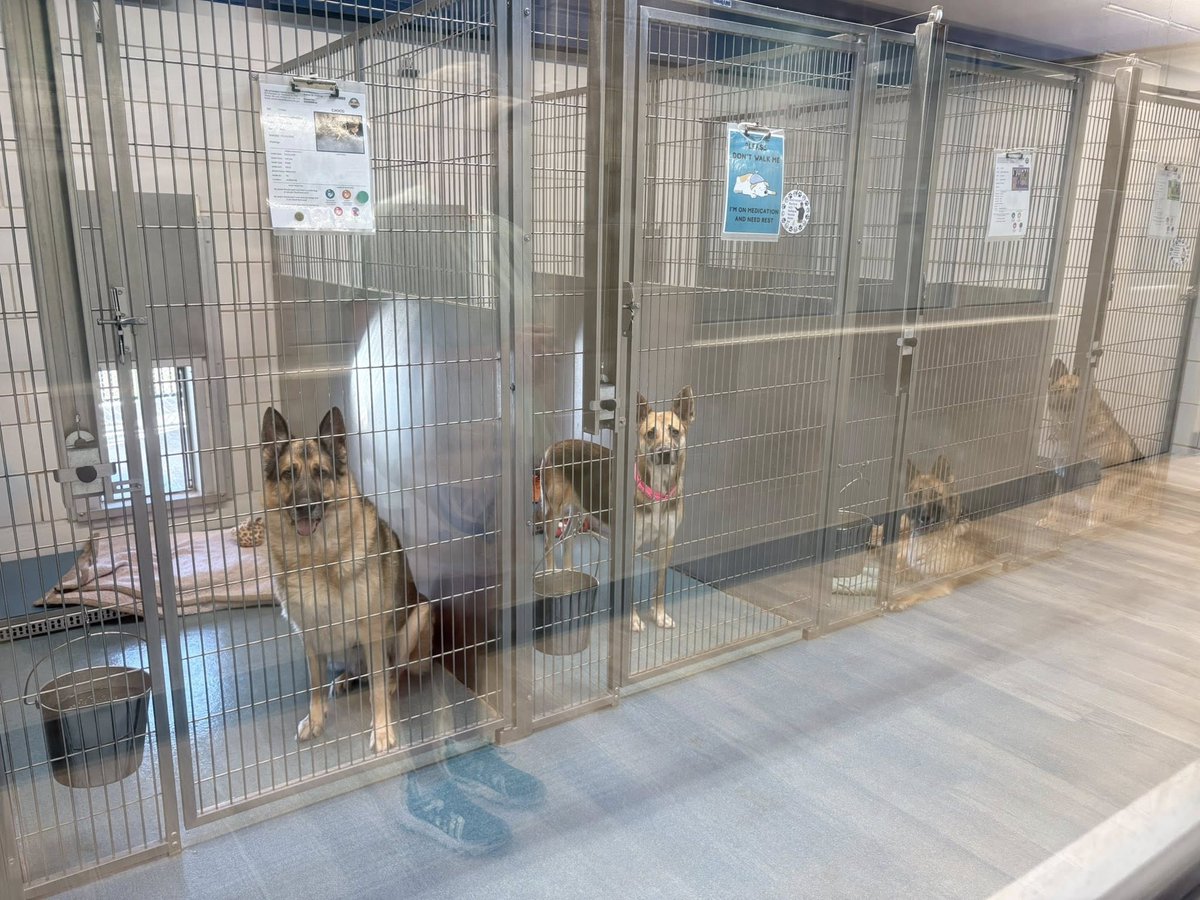 LoneStarChica's tweet image. 💔🐾 I went to the shelter today, and it broke me.

Kennel after kennel of German Shepherds, purebred and mixes, just sitting there. Waiting.

People walked past them with no second glance. Zero interest.

Walnut. Collin Price. Choco. Almond. Macadamia. And a shy girl who could…
