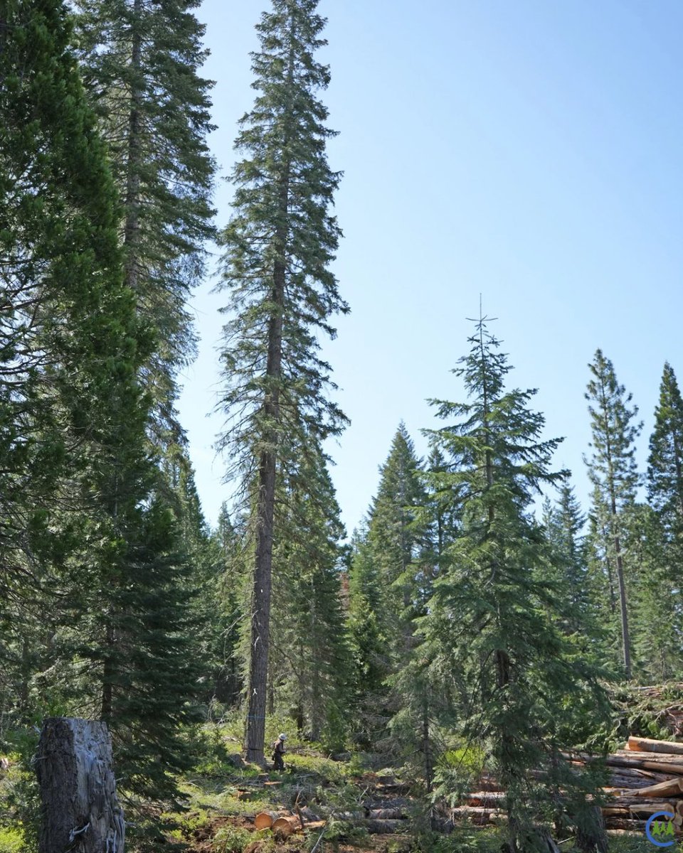 California Forestry Association tweet media