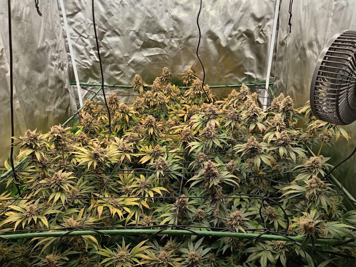 MSNL Seeds tweet media